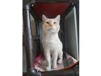 Adopt Bubbles a Cream or Ivory Siamese / Domestic Shorthair / Mixed cat in