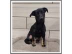 Adopt REBA McENTIRE a Black - with Brown, Red, Golden, Orange or Chestnut