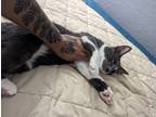Adopt Mori a Gray or Blue Domestic Shorthair / Mixed (short coat) cat in