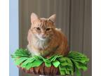 Adopt Nadia a Orange or Red Domestic Mediumhair / Domestic Shorthair / Mixed cat