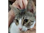 Adopt CICI a Gray or Blue Domestic Shorthair / Domestic Shorthair / Mixed cat in