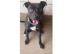 Adopt Sofia a Black Patterdale Terrier (Fell Terrier) / Mixed dog in San