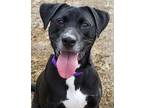 Adopt Ginger a Black American Staffordshire Terrier / Mixed dog in San Antonio