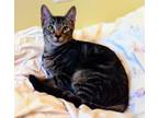 Adopt Torro a Brown Tabby Domestic Shorthair / Mixed (short coat) cat in
