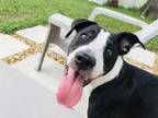 Adopt Jaime a Black - with White Hound (Unknown Type) dog in Orlando