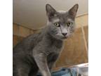 Adopt Michael a Gray or Blue Domestic Shorthair (short coat) cat in Guthrie