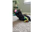 Adopt Judy a All Black Domestic Shorthair / Mixed (short coat) cat in Salisbury