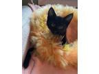 Adopt Cypress a All Black Domestic Shorthair (short coat) cat in Jackson