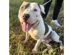 Adopt Fernando a White American Pit Bull Terrier / Mixed dog in Bryan