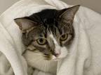 Adopt Shirley a White Domestic Shorthair / Domestic Shorthair / Mixed cat in