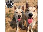 Adopt ANNA & ASHLYNN a Gray/Blue/Silver/Salt & Pepper Husky / Mixed dog in