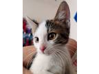 Adopt Sonny a White Domestic Shorthair / Domestic Shorthair / Mixed cat in
