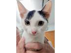 Adopt Dotter a White Domestic Shorthair / Domestic Shorthair / Mixed cat in