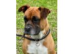 Adopt Roxy a Red/Golden/Orange/Chestnut - with Black Boxer / Mixed dog in Troy