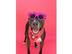 Adopt Paisley-ADOPT Me! a Black Bull Terrier / Pit Bull Terrier / Mixed dog in