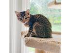Adopt Pritchett a Brown or Chocolate Domestic Shorthair / Mixed cat in