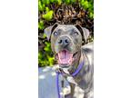 Adopt Habanero a Gray/Blue/Silver/Salt & Pepper Mixed Breed (Large) / Mixed dog