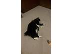 Adopt Smsm a Black (Mostly) Domestic Longhair cat in Madison, WI (38999161)