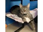 Adopt Do it for Johnny a Gray or Blue Domestic Shorthair / Mixed cat in Austin