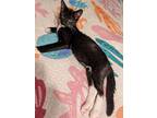 Adopt Socks a All Black Domestic Mediumhair / Domestic Shorthair / Mixed cat in
