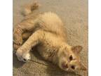 Adopt Kaza a Orange or Red Domestic Mediumhair / Mixed cat in San Antonio