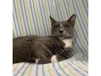 Adopt Boo Boo a Gray or Blue Domestic Shorthair / Mixed cat in Lyndhurst