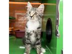 Adopt SPOOKIE a Gray or Blue Domestic Mediumhair / Mixed cat in Pt.