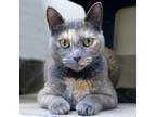 Adopt LITTLE GREY a Brown or Chocolate Domestic Shorthair / Domestic Shorthair /