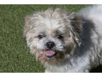 Adopt Noah a Tan/Yellow/Fawn Shih Tzu / Mixed dog in Colorado Springs