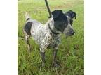 Adopt Daphne a White Australian Cattle Dog / Mixed dog in Moultrie