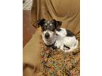 Adopt Bella a Black - with White Rat Terrier / Mixed dog in Lafayette