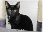 Adopt PJ a Black (Mostly) Domestic Shorthair (short coat) cat in North Babylon