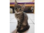 Adopt Olive 4 a Gray, Blue or Silver Tabby Domestic Shorthair cat in New York