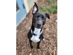 Adopt Sadie May a American Pit Bull Terrier / Mixed dog in Bloomington