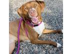 Adopt Olive a Red/Golden/Orange/Chestnut - with White Labrador Retriever /