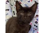 Adopt Makena a All Black Domestic Shorthair / Mixed cat in Folsom, LA (39063854)