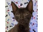 Adopt Sanibel a All Black Domestic Shorthair / Mixed cat in Folsom