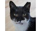 Adopt Euro PGAC a All Black Domestic Shorthair / Mixed cat in Merrifield