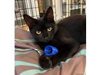 Adopt Bluebell a Domestic Shorthair / Mixed (short coat) cat in Ewing