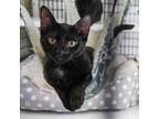 Adopt Leilani a Domestic Shorthair / Mixed (short coat) cat in Ewing