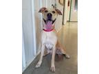 Adopt River a Tan/Yellow/Fawn Mixed Breed (Large) / Mixed dog in Freeport
