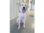 Adopt Willow a White Great Pyrenees / Mixed dog in Freeport, IL (38993514)
