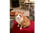 Adopt Pete a Orange or Red Tabby American Shorthair / Mixed (short coat) cat in