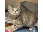 Adopt Magnolia a Domestic Shorthair / Mixed (short coat) cat in Greeneville