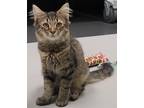 Adopt Kenny / Tiger a Domestic Shorthair / Mixed (short coat) cat in
