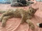 Adopt Barry Bee Benson a Orange or Red Tabby Domestic Shorthair / Mixed (short