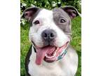 Adopt Cecilia a Gray/Blue/Silver/Salt & Pepper Mixed Breed (Large) / Mixed dog