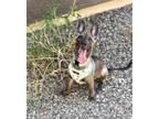 Adopt Reny - Located in Arizona a Dutch Shepherd / Belgian Malinois dog in Imlay