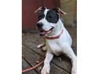 Adopt Sparkler a White - with Black Staffordshire Bull Terrier dog in Milton