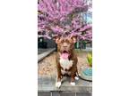 Adopt Bowser a Brown/Chocolate Mixed Breed (Medium) dog in Milton, DE (38975896)